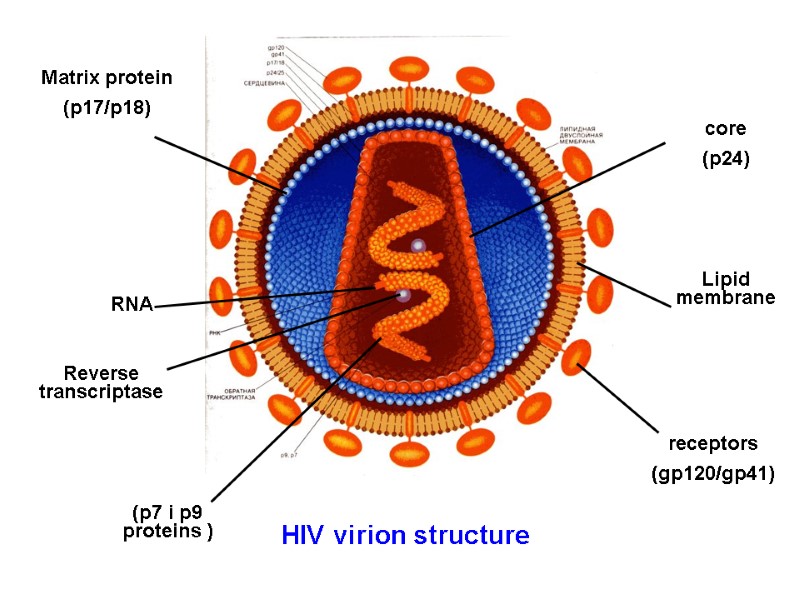 HIV Structure The “Enemy” HIV Structure SIV HIV