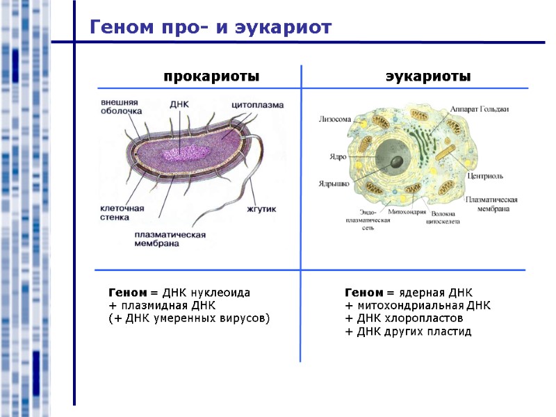 Какие организмы эукариоты. Строение генома прокариот. Сравнение организации генома прокариот и эукариот.