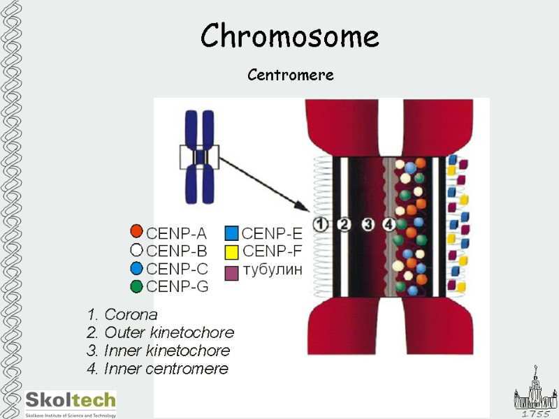 MSU & SkolTech DNA structure and packing DNA