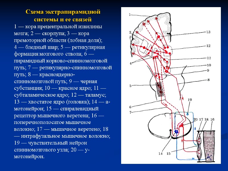 Проводящие пути экстрапирамидной системы