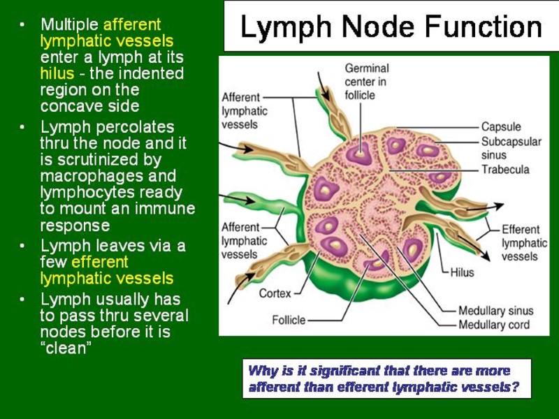 IMMUNE SYSTEM The major organs of the immune