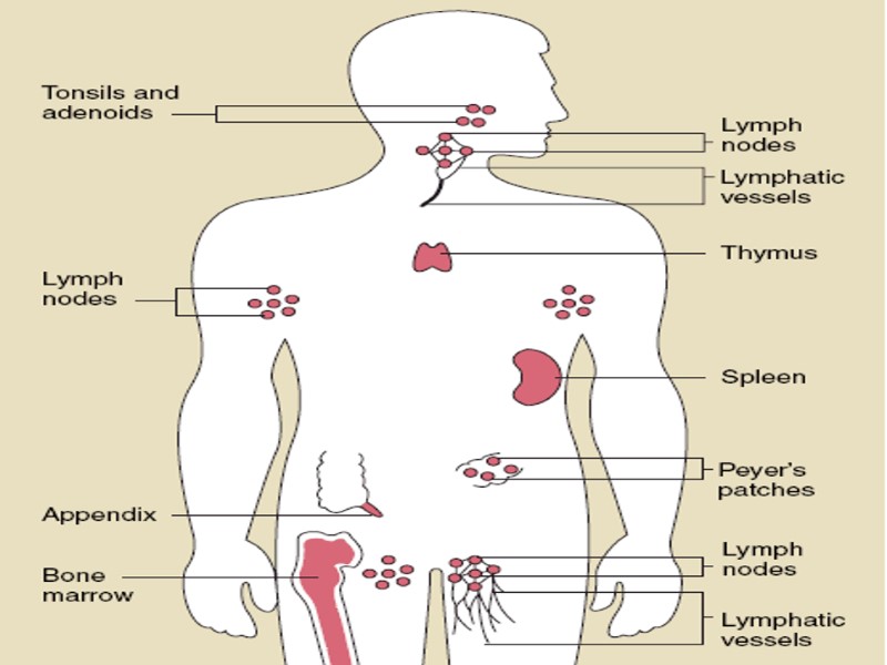 Immune System The Major Organs Of The Immune