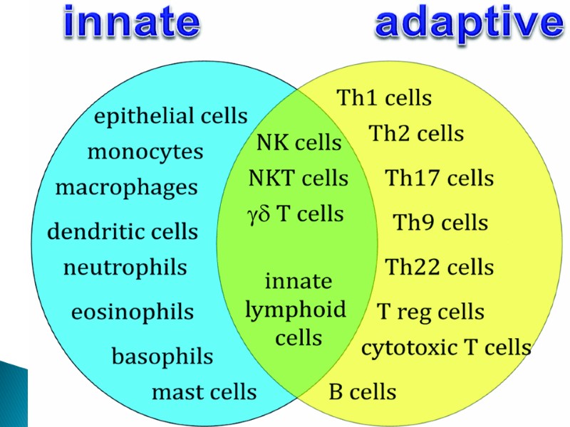 Classification of immune system Old and new classification