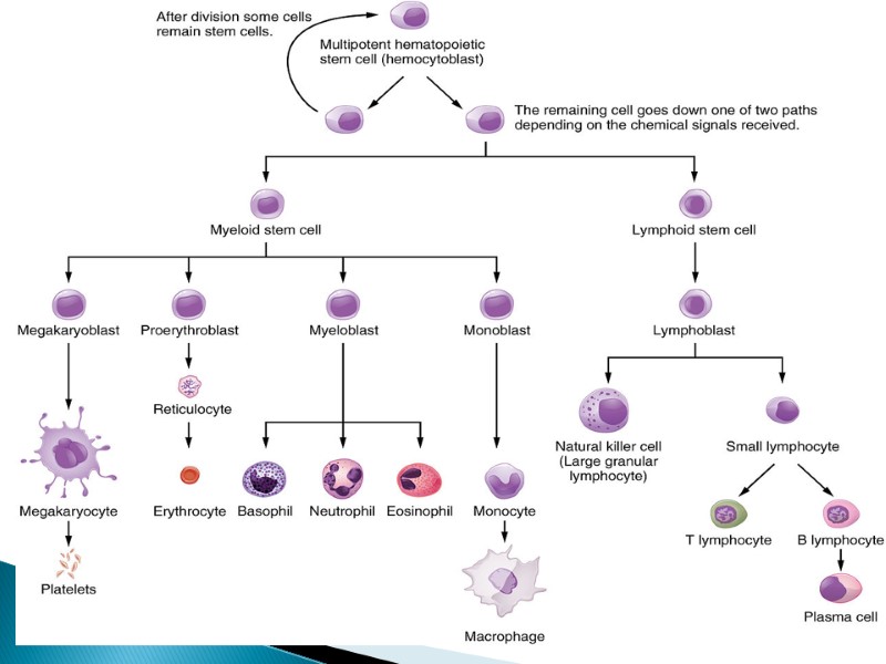 Classification of immune system Old and new classification