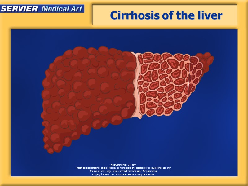 Digestive system Complete digestive apparatus Esophagus Liver Abdominal