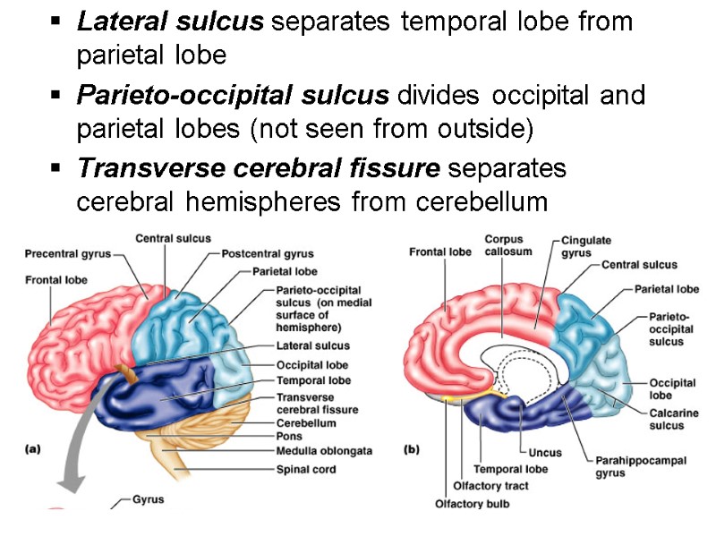 Central Nervous System: “CNS” Prepared by Alexey Ivanchenko