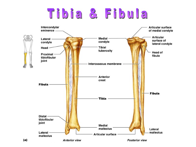 Skeletal System Function of the Skeletal System Support-