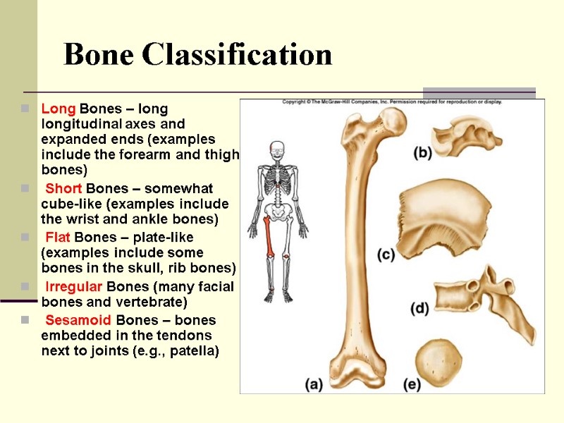 flat bones definition