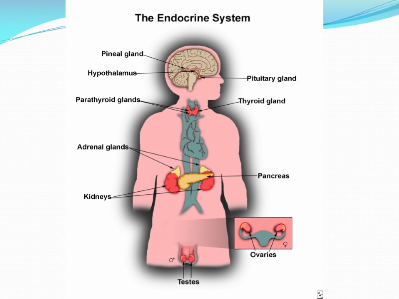 Endocrine System 3d Model Project