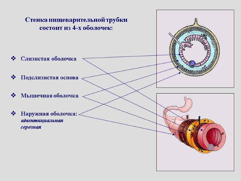 Строение стенки органов пищеварения