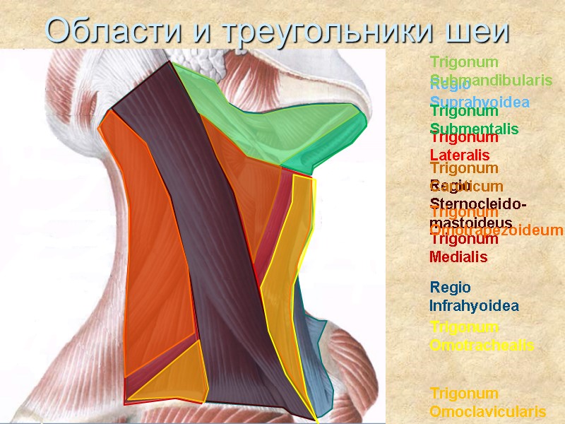 Треугольники шеи топографическая анатомия схема