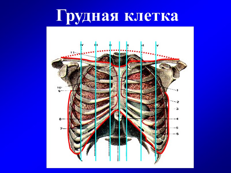 Женская грудная клетка фото