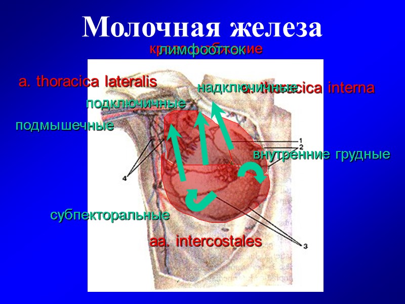 Грудная клетка Грудная клетка Грудная стенка Грудная стенка