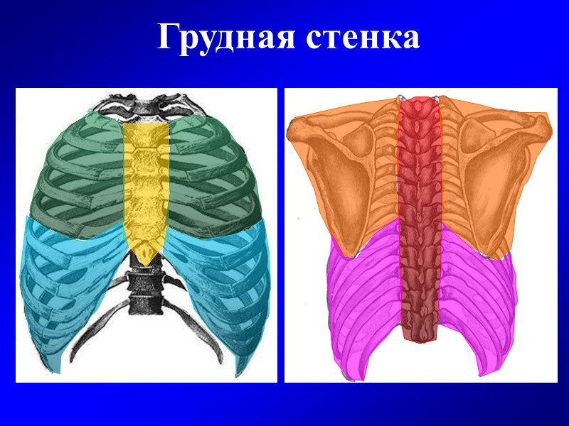 Женская грудная клетка фото