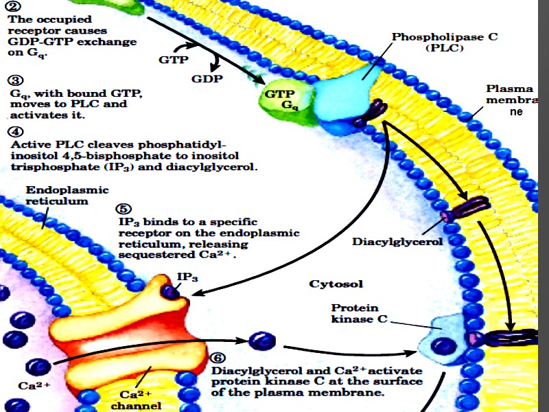Gene Expression Regulation Fundamentals of Biochemistry of Hormones