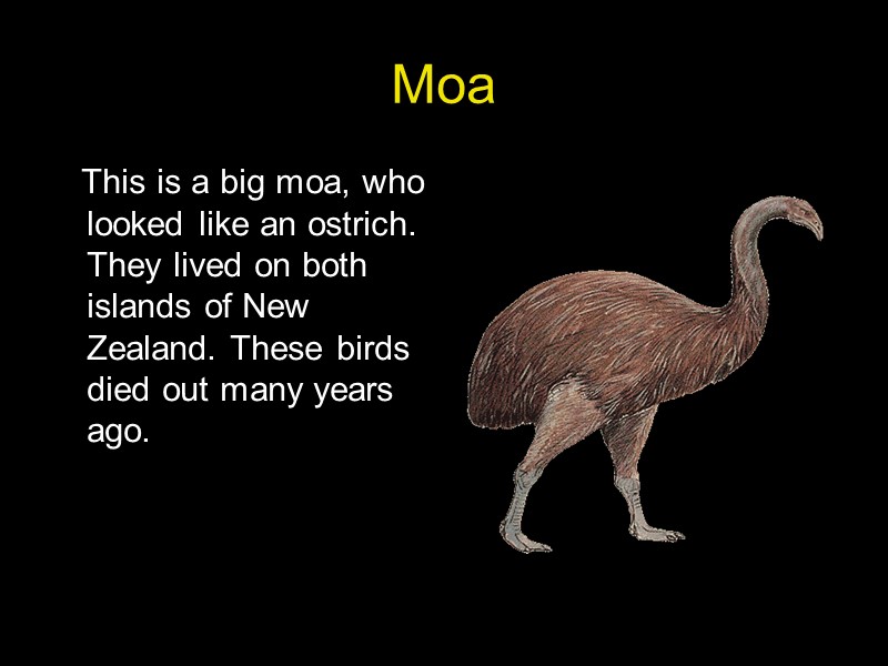 Presentation on the topic “Extinct birds, animals, and