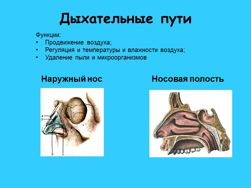 Функциональная анатомия дыхательных путей. Дыхательная система наружный нос. Дыхательная система анатомия. Наружный нос строение.