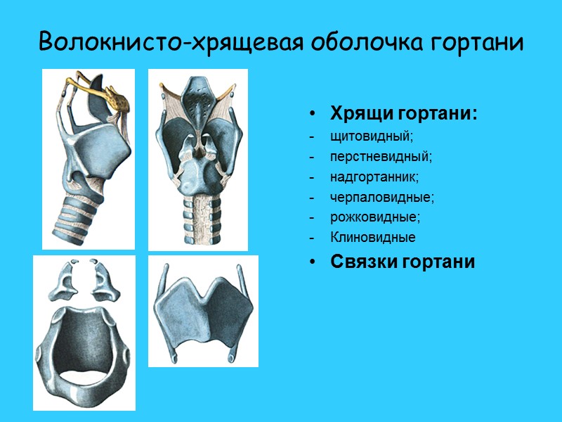 Надгортанник человека фото