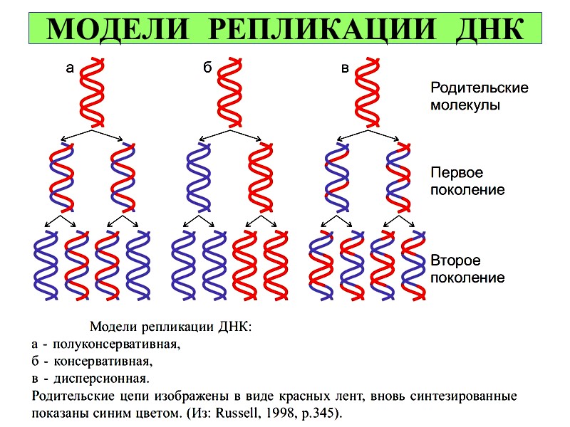 Матричные нуклеиновые кислоты. Белки, нуклеиновые кислоты, репликация ДНК. Белки репликации. Значение репликации ДНК. Главный постулат молекулярной биологии это:.