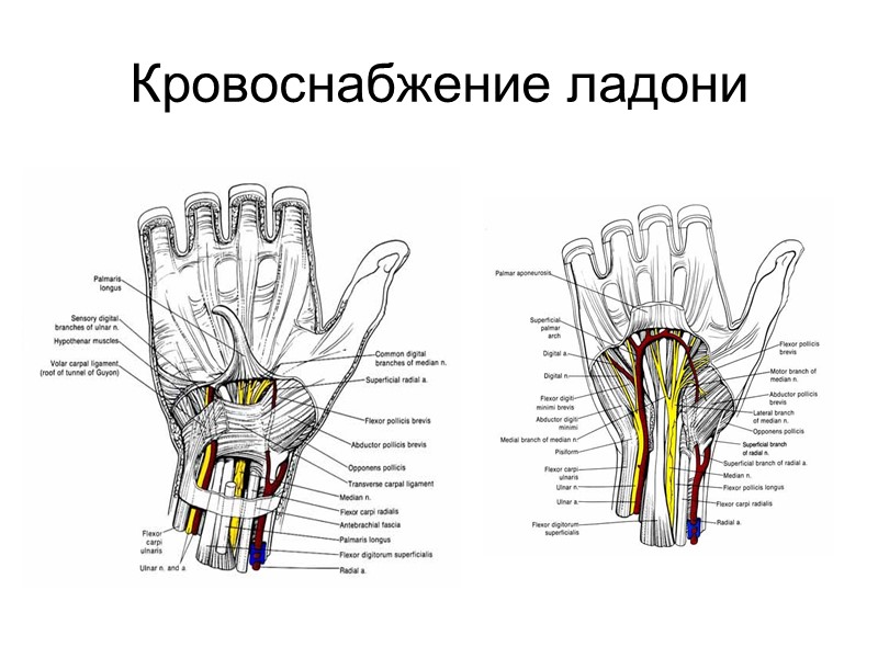 Топографо анатомический