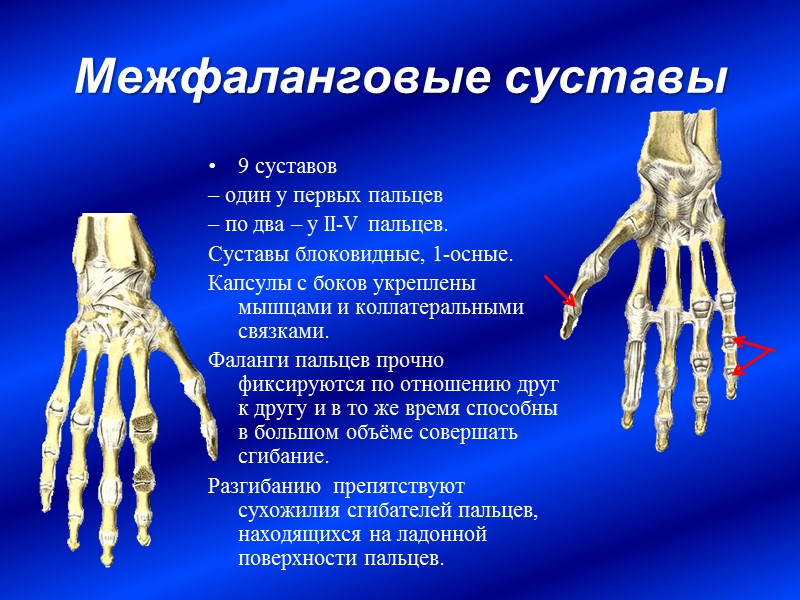 Дистальные межфаланговые суставы кисти фото