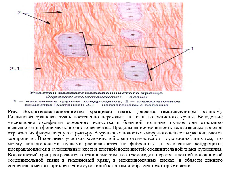 Волокнистый хрящ гистология