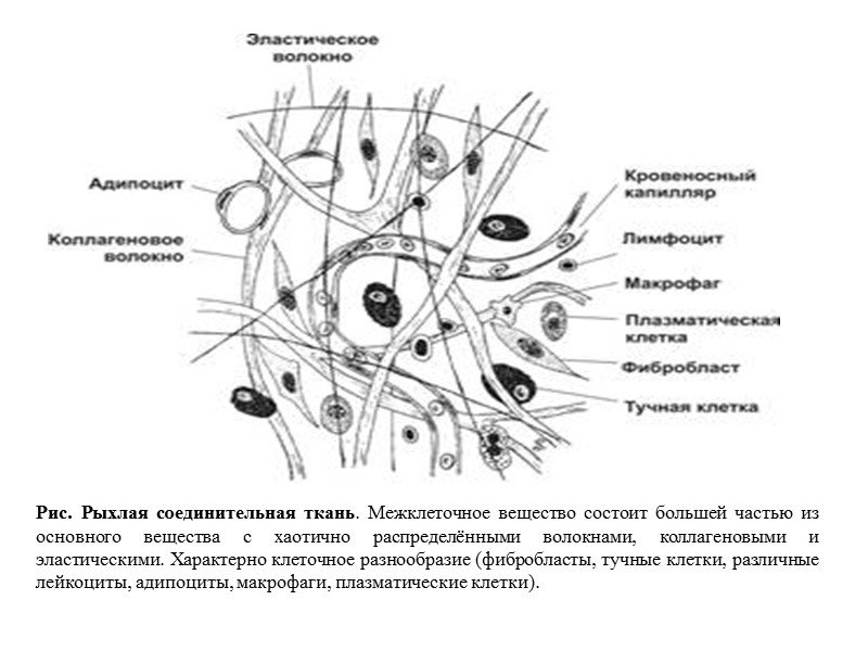 Строение клетки межклеточное вещество. Строение межклеточного вещества рыхлой соединительной ткани. Состав межклеточное вещества рыхлой волокнистой ткани. Межклеточное вещество рыхлой соединительной ткани. Состав межклеточного вещества соединительной ткани.