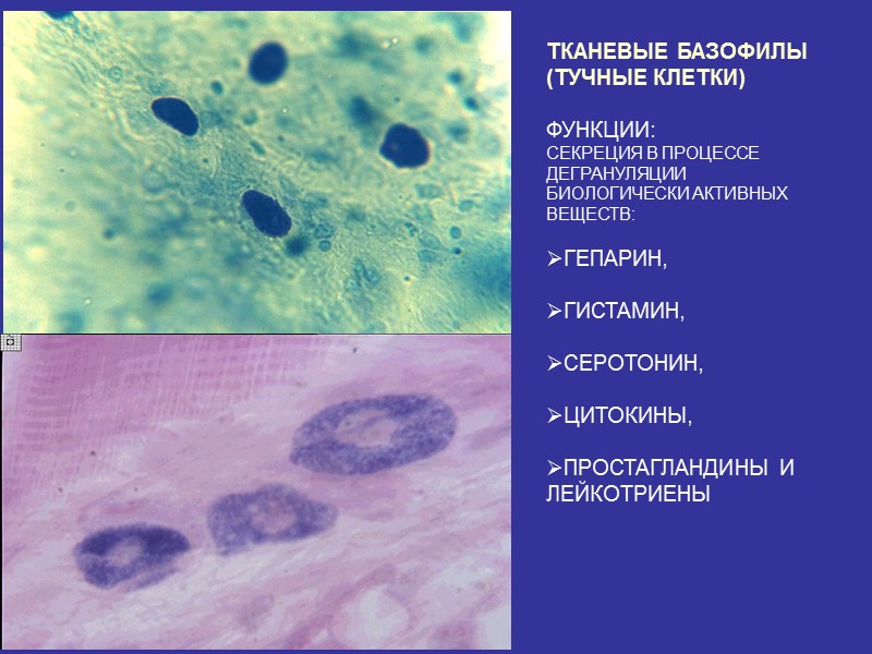 Тучные клетки картинки