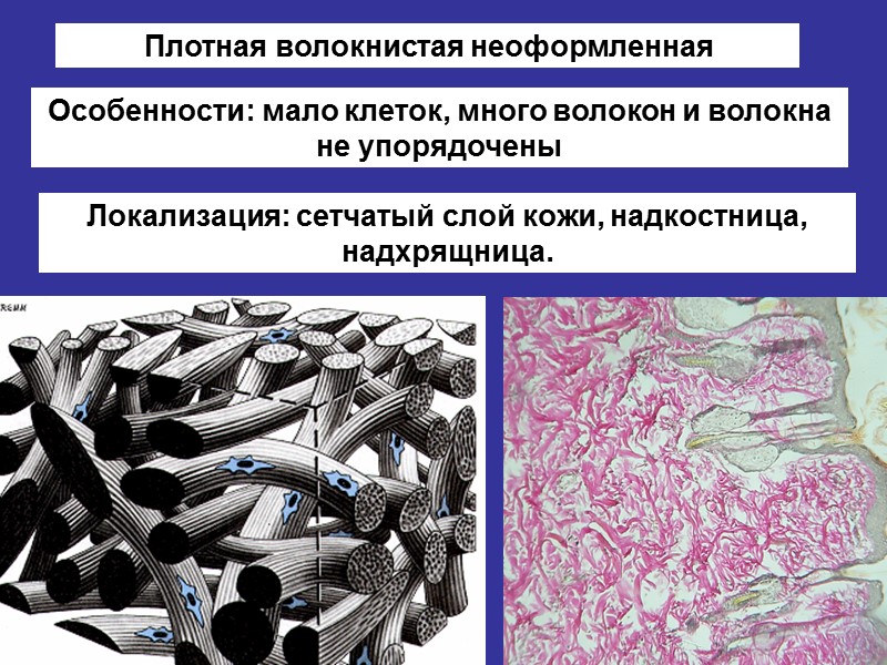 Рыхлая волокнистая соединительная ткань гистология рисунок