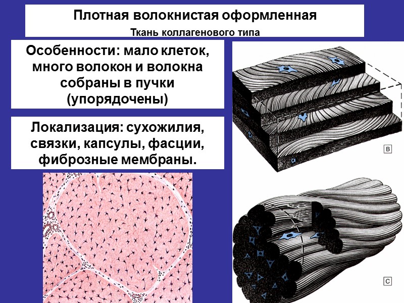 Плотная волокнистая соединительная ткань