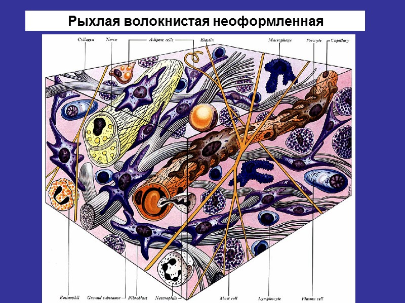 Рыхлая волокнистая соединительная ткань гистология рисунок