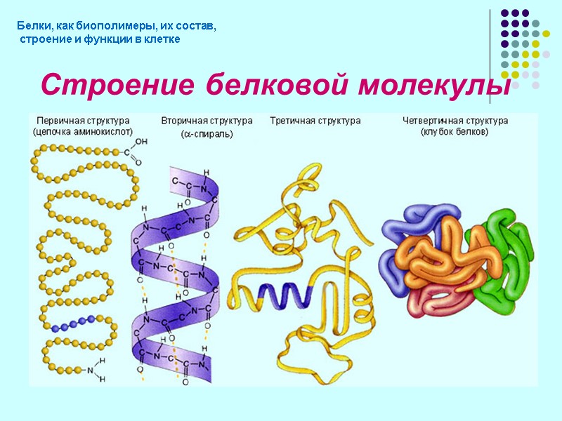 Белки как биополимеры свойства и биологические функции белков. Строение мономера белка. Функции биополимеров в организме. Белковая молекула состоит из последовательно расположенных. Система биополимеров