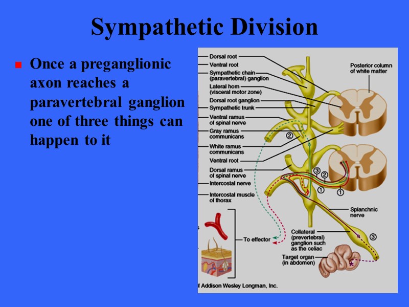 The Autonomic Nervous System Chapter 15 Introduction The