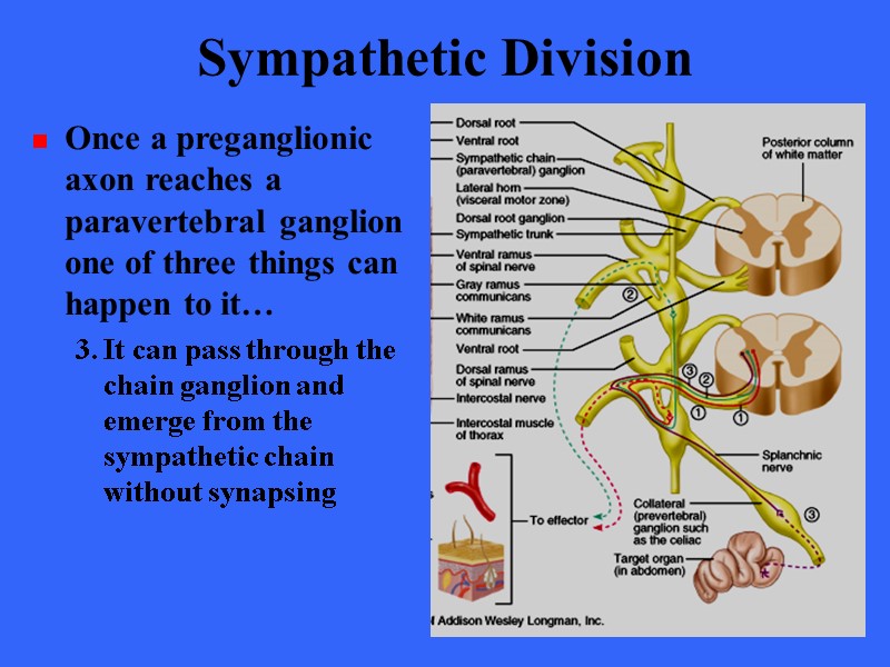 The Autonomic Nervous System Chapter 15 Introduction The