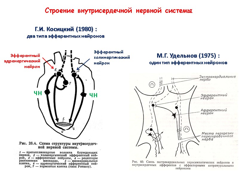 Периферические рефлексы. Внутрисердечные рефлексы Метасимпатическая система. Рефлекторная нервная система сердце. Интракардиальная нервная система сердца. Метасимпатическая рефлекторная дуга схема.