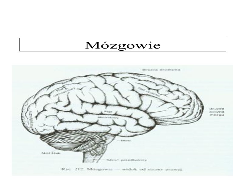 Uk ad Nerwowy Uk ad Nerwowy Dzielimy Na O rodkowy Obwodowy uk-ad-nerwowy-uk-ad-nerwowy-dzielimy-na-o-rodkowy-obwodowy