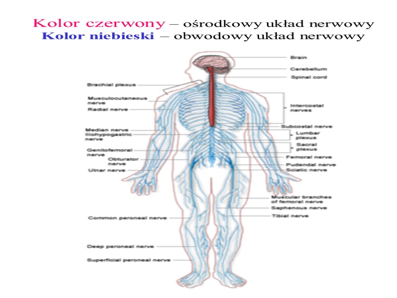 Układ nerwowy Układ nerwowy dzielimy na: Ośrodkowy Obwodowy