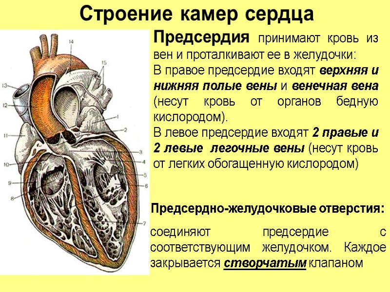 В левое предсердие открываются. Внутреннее строение сердца камеры сердца. Строение правого предсердия. Строение сердца человека желудочки и предсердия. Структуры правого предсердия.
