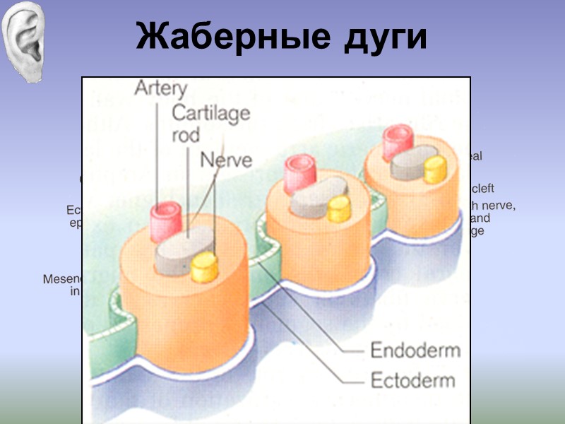 Синдром жаберных дуг фото