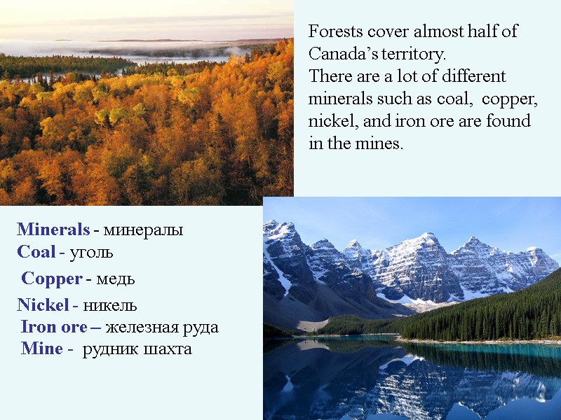 >Forests cover almost half of  Canada’s territory.  There are a lot of