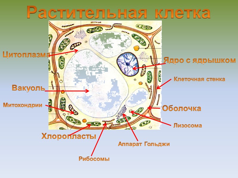 Как называют изображенное на рисунке клеточное образование