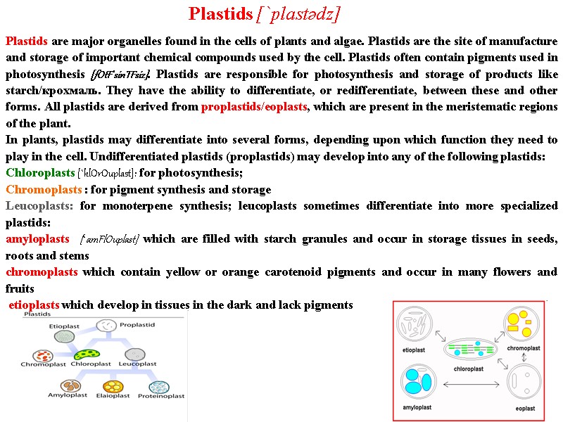 PLANT BIOLOGY IN E N G L I