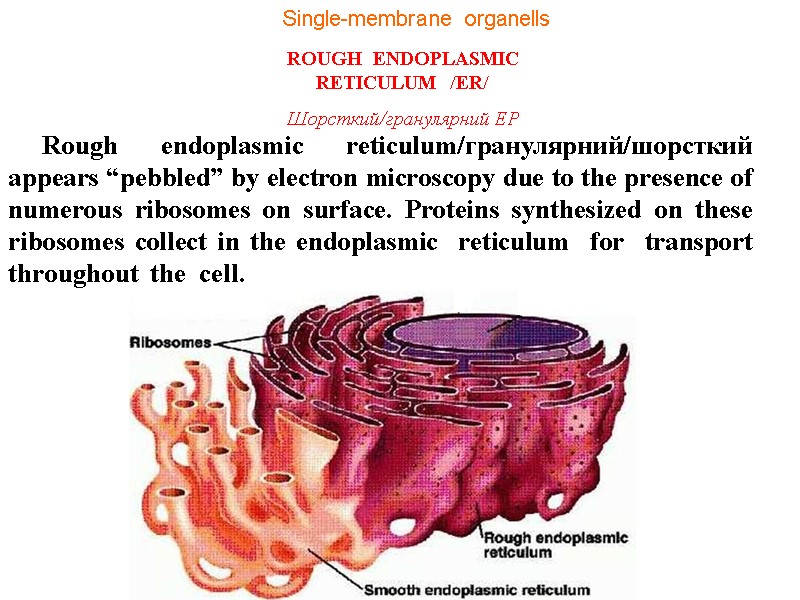 PLANT BIOLOGY IN E N G L I