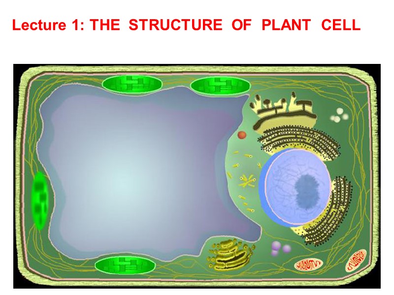 PLANT BIOLOGY IN E N G L I