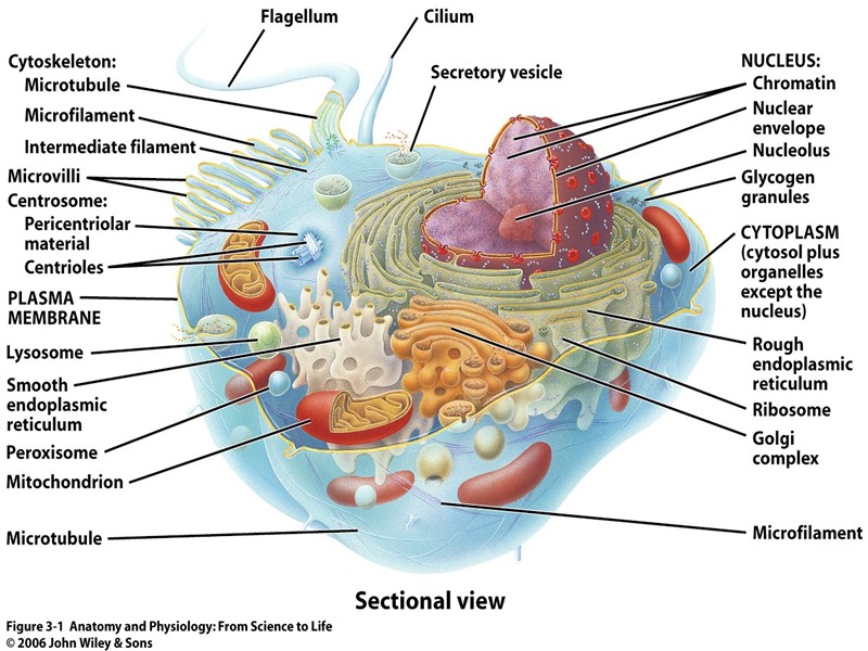 ahmad ata 1 Anatomy & physiology of cells