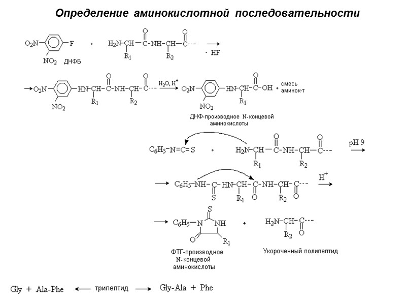 Свойства аминокислот RCH(NH2)COOH + HNO2 = RCH(OH)COOH + N2  + H2O