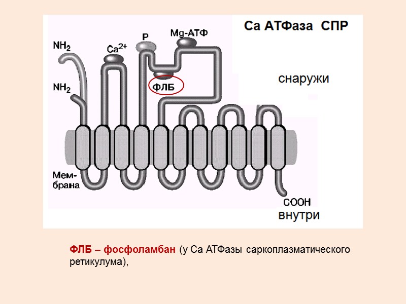 РЕАКЦИОННЫЙ ЦИКЛ Na/K АТФазы