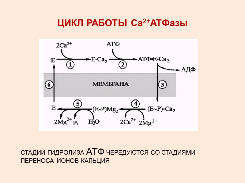 5 - дефосфорилирование изменяет заряд и конформацию транслоказы, она закрывается с наружной стороны мембраны