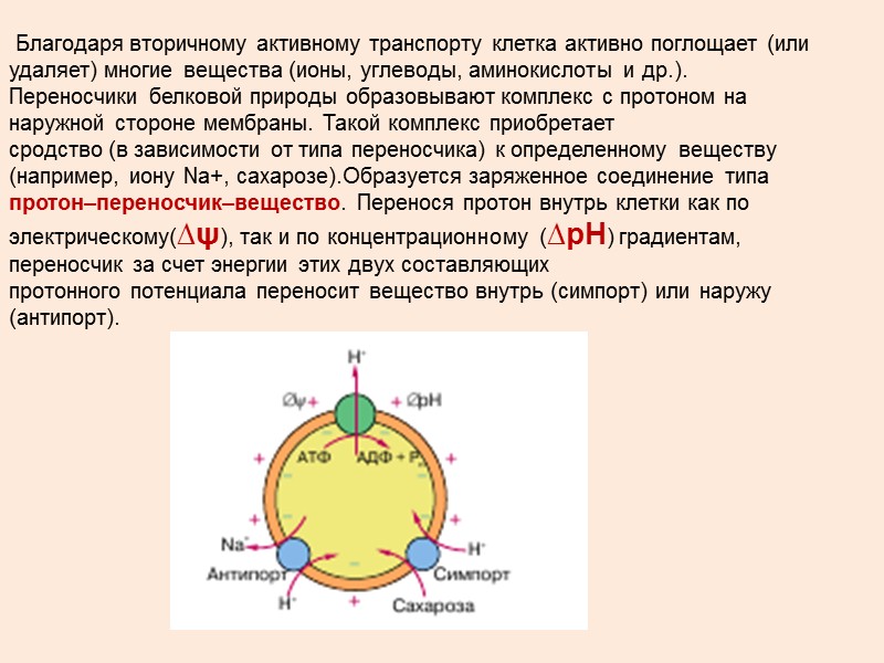 КМ – кальмодулин (у Са АТФазы плазматической мембраны )