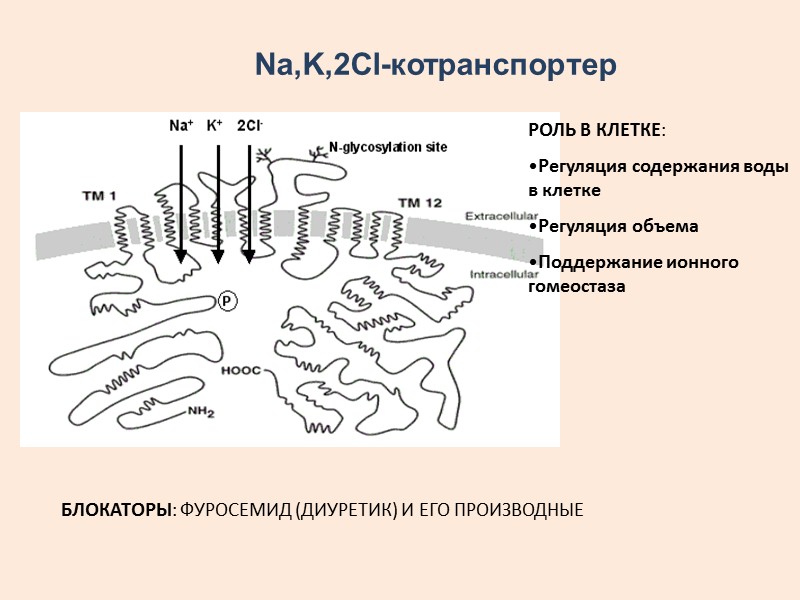 Роль Н+-АТФазы:  поддерживает рН цитоплазмы близкий к нейтральному  создает на мембране разность